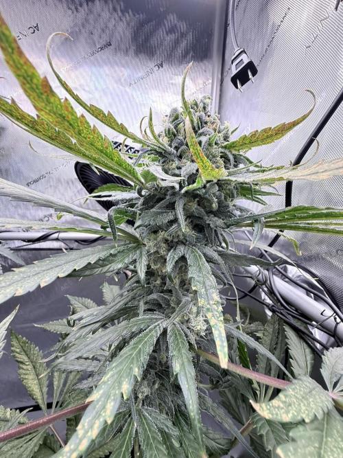 🥦 Sticky Broccoli  —  EGC 2026 🥦. Week 14