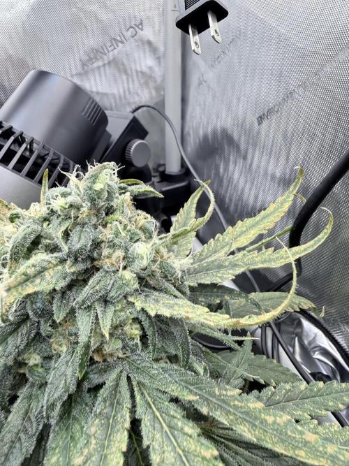 🥦 Sticky Broccoli  —  EGC 2026 🥦. Week 14