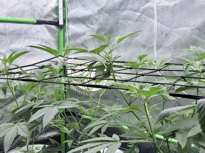 Grape Gas (Compound x Cannarado) #4. Week 3