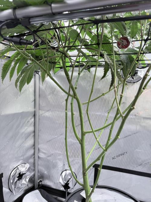 Legendary Larry (DOJA x Swamp Boys) #4. Week 6