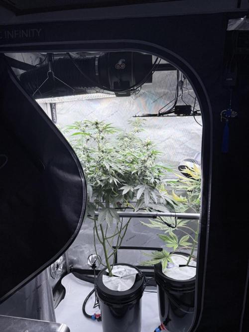 Legendary Larry (DOJA x Swamp Boys) #4. Week 6