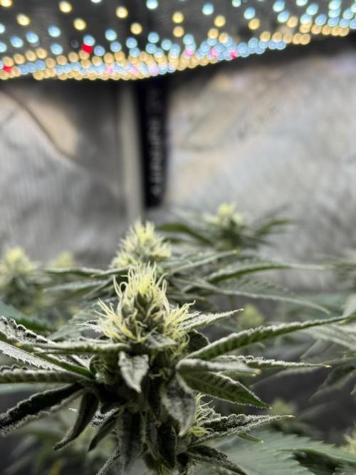 Legendary Larry (DOJA x Swamp Boys) #4. Week 6