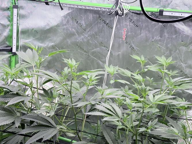 Grape Gas (Compound x Cannarado) #4. Week 4