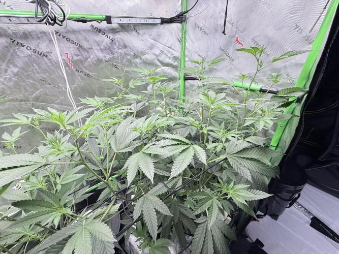 Grape Gas (Compound x Cannarado) #4. Week 4