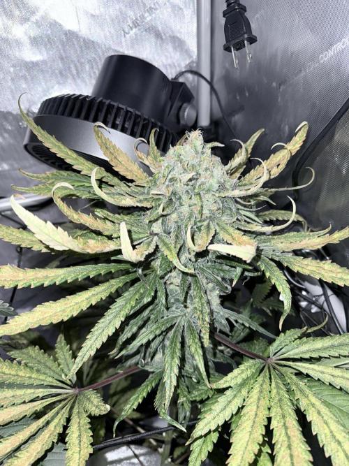 🥦 Sticky Broccoli  —  EGC 2026 🥦. Week 15