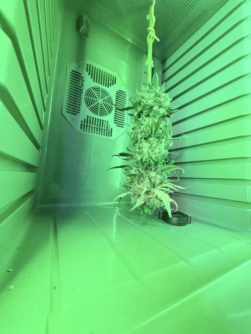 🥦 Sticky Broccoli  —  EGC 2026 🥦. Week 15