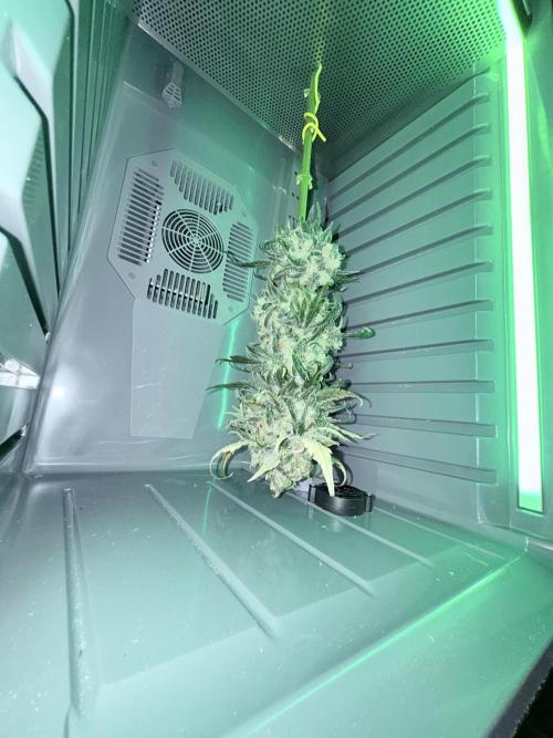 🥦 Sticky Broccoli  —  EGC 2026 🥦. Week 15