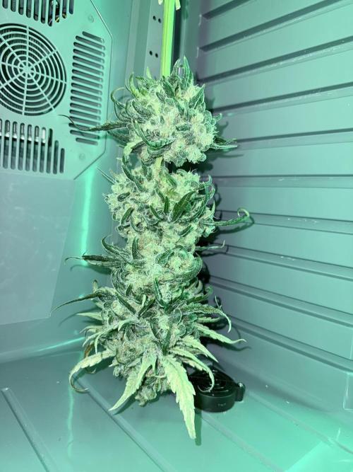 🥦 Sticky Broccoli  —  EGC 2026 🥦. Week 15
