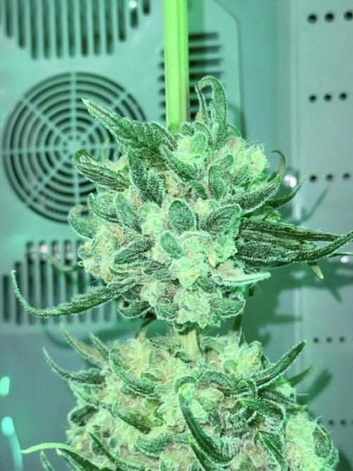 🥦 Sticky Broccoli  —  EGC 2026 🥦. Week 15