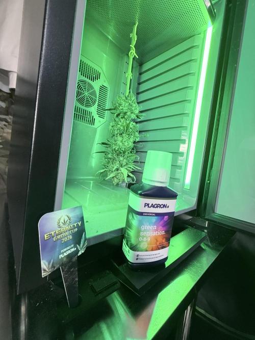 🥦 Sticky Broccoli  —  EGC 2026 🥦. Week 15