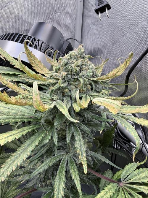 🥦 Sticky Broccoli  —  EGC 2026 🥦. Week 15