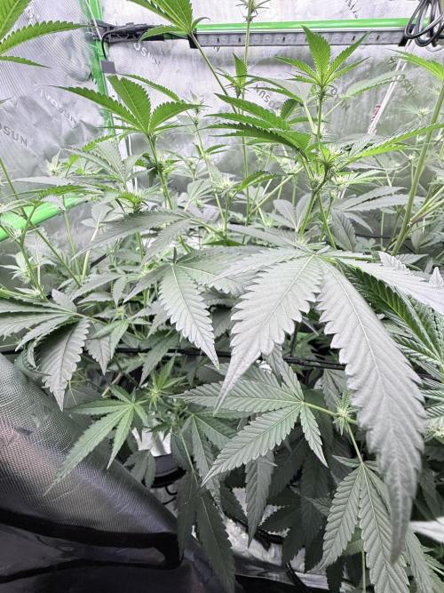 Legendary Larry (DOJA x Swamp Boys) #5. Week 5