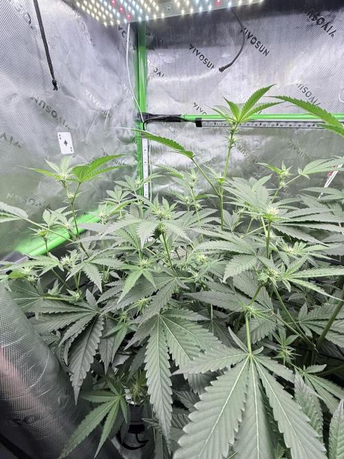 Legendary Larry (DOJA x Swamp Boys) #5. Week 5