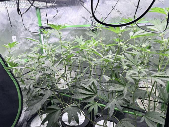 Grape Gas (Compound x Cannarado) #4. Week 5