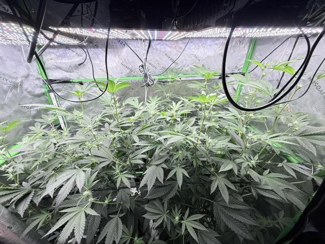 Grape Gas (Compound x Cannarado) #4. Week 5
