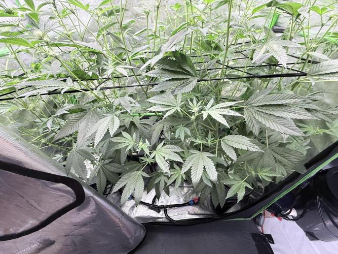 Grape Gas (Compound x Cannarado) #4. Week 5