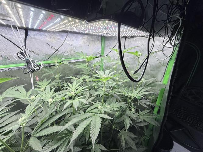 Grape Gas (Compound x Cannarado) #4. Week 5