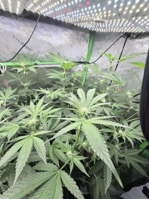 Grape Gasoline. Week 5
