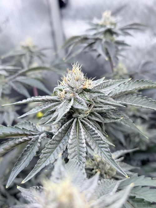 Legendary Larry (DOJA x Swamp Boys) #4. Week 7