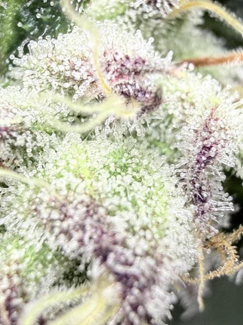 Legendary Larry (DOJA x Swamp Boys) #4. Week 7