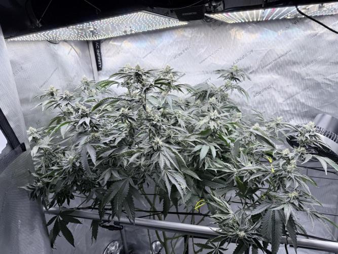 Legendary Larry (DOJA x Swamp Boys) #4. Week 7