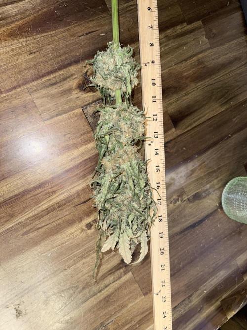 🥦 Sticky Broccoli  —  EGC 2026 🥦. Week 15
