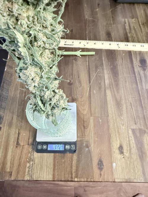 🥦 Sticky Broccoli  —  EGC 2026 🥦. Week 15