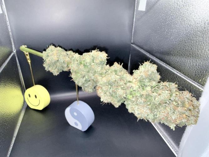 🥦 Sticky Broccoli  —  EGC 2026 🥦. Week 15