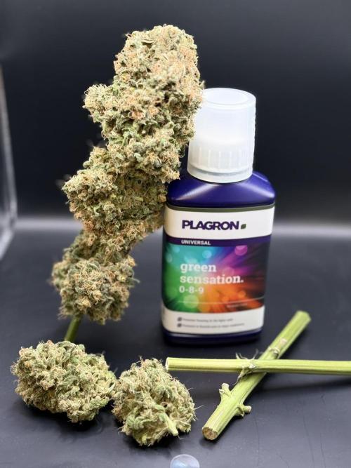 🥦 Sticky Broccoli  —  EGC 2026 🥦. Week 15