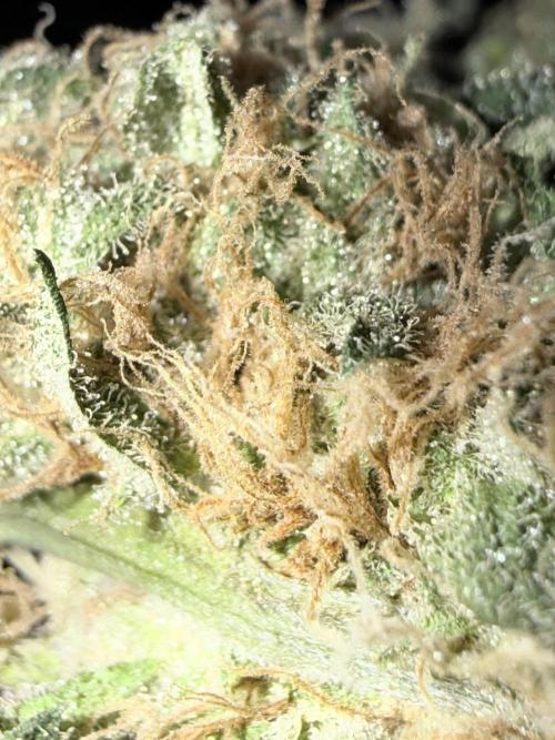 🥦 Sticky Broccoli  —  EGC 2026 🥦. Week 15
