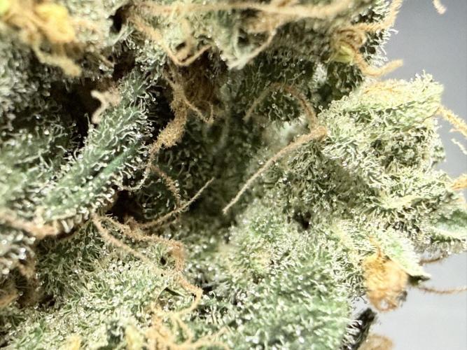 🥦 Sticky Broccoli  —  EGC 2026 🥦. Week 15