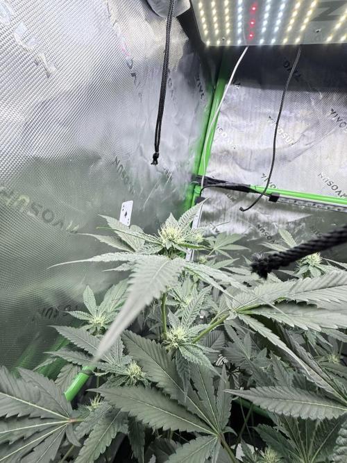 Legendary Larry (DOJA x Swamp Boys) #5. Week 6