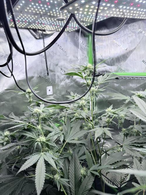 Legendary Larry (DOJA x Swamp Boys) #5. Week 6