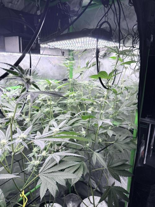 Grape Gas (Compound x Cannarado) #4. Week 6