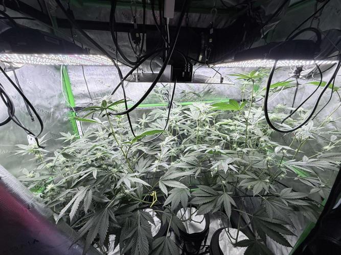 Grape Gasoline. Week 6