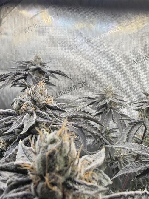 Legendary Larry (DOJA x Swamp Boys) #4. Week 8