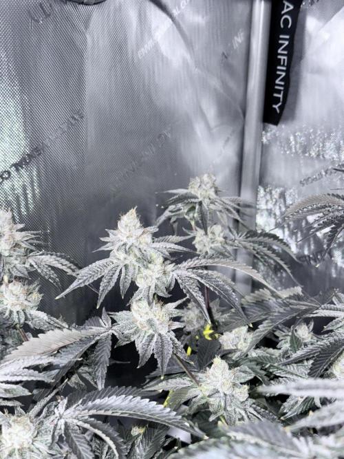 Legendary Larry (DOJA x Swamp Boys) #4. Week 8