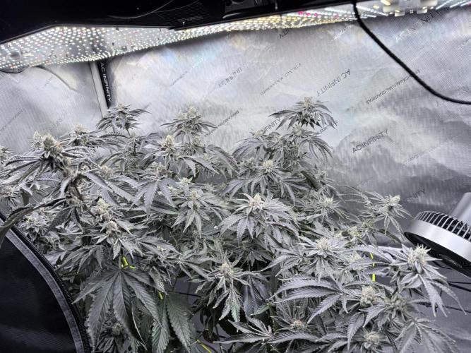 Legendary Larry (DOJA x Swamp Boys) #4. Week 8