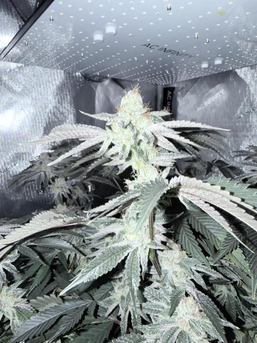 Legendary Larry (DOJA x Swamp Boys) #4. Week 8
