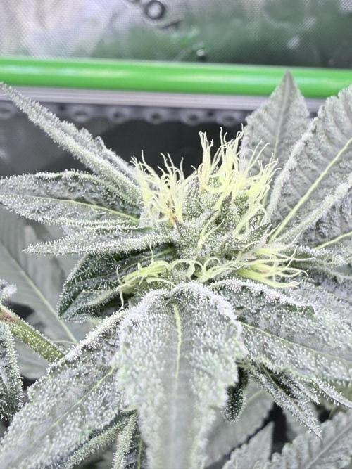 Legendary Larry (DOJA x Swamp Boys) #5. Week 7