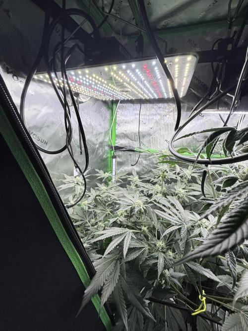 Legendary Larry (DOJA x Swamp Boys) #5. Week 7