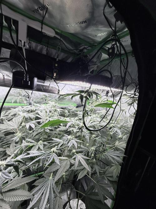 Grape Gas (Compound x Cannarado) #4. Week 7