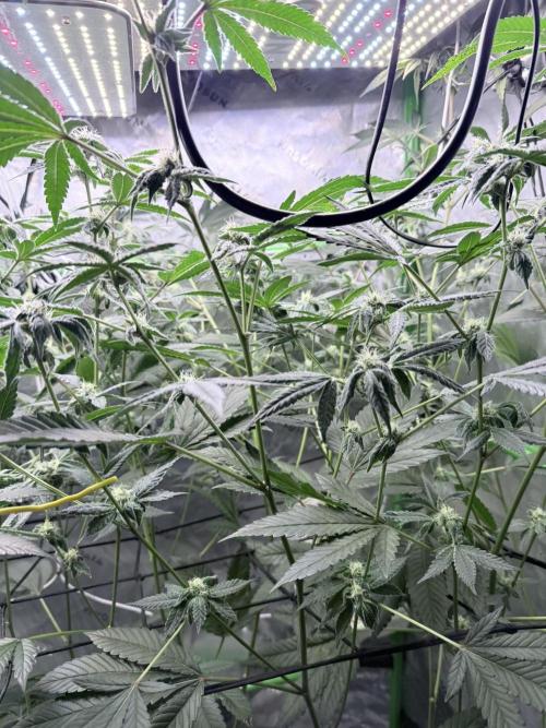 Grape Gas (Compound x Cannarado) #4. Week 7