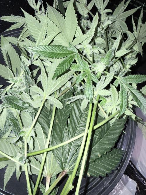 Grape Gas (Compound x Cannarado) #4. Week 7