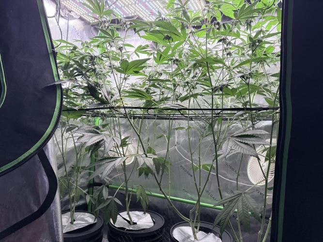 Grape Gas (Compound x Cannarado) #4. Week 7