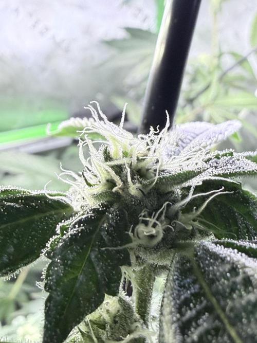 Grape Gas (Compound x Cannarado) #4. Week 7