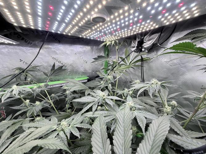 Grape Gasoline. Week 7