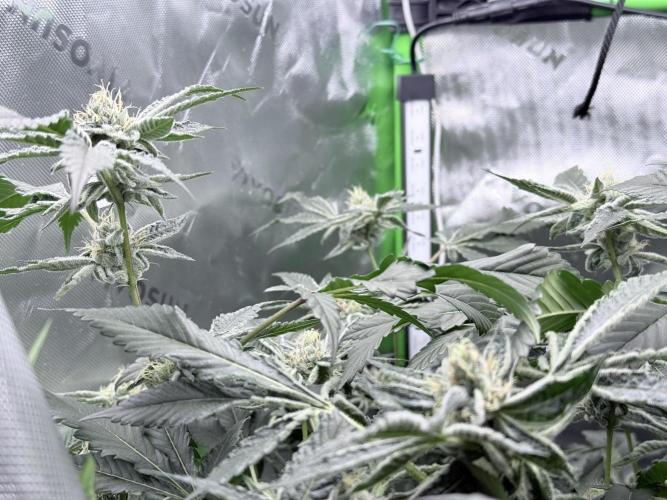 Grape Gasoline. Week 8