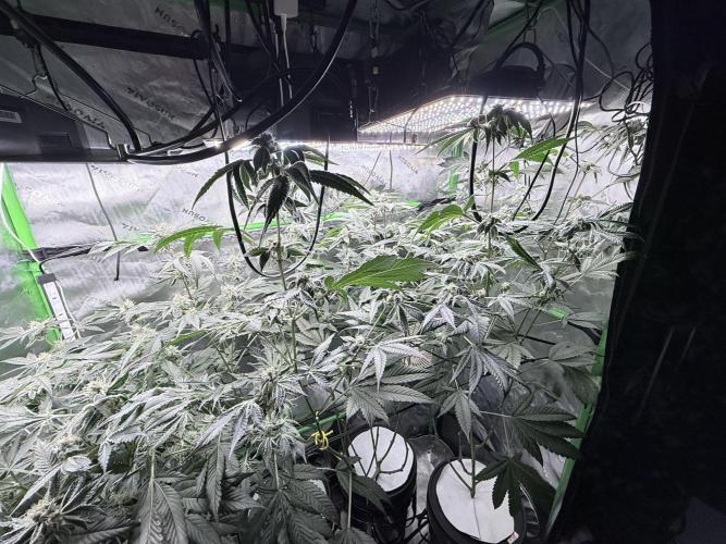 Grape Gas (Compound x Cannarado) #4. Week 8