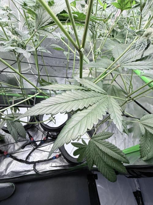 Grape Gas (Compound x Cannarado) #4. Week 8
